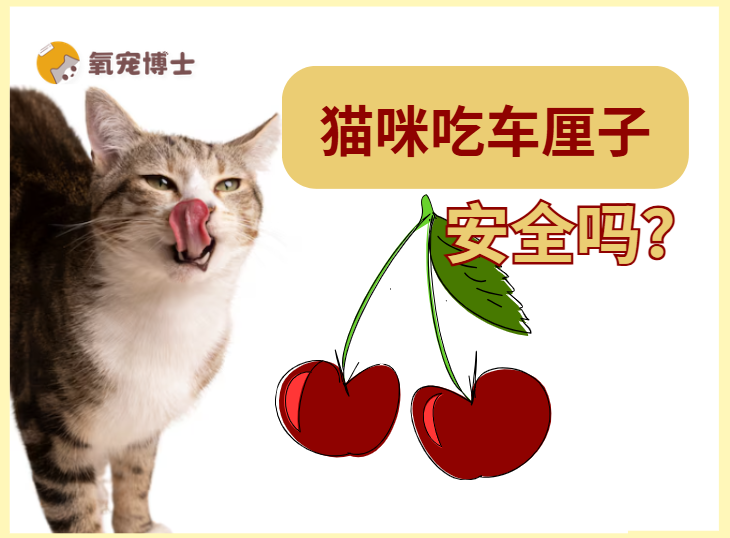 猫咪可以吃车厘子吗？