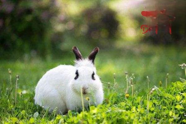 兔子眼睛有眼屎是正常的吗？