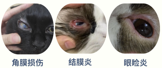 猫咪眼睛老是流眼泪有分泌物怎么办？