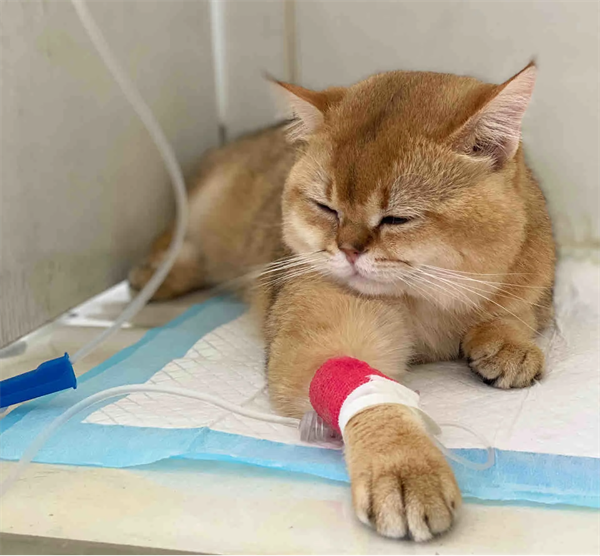 猫尿闭