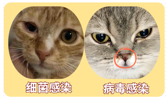 猫咪流泪是怎么回事？