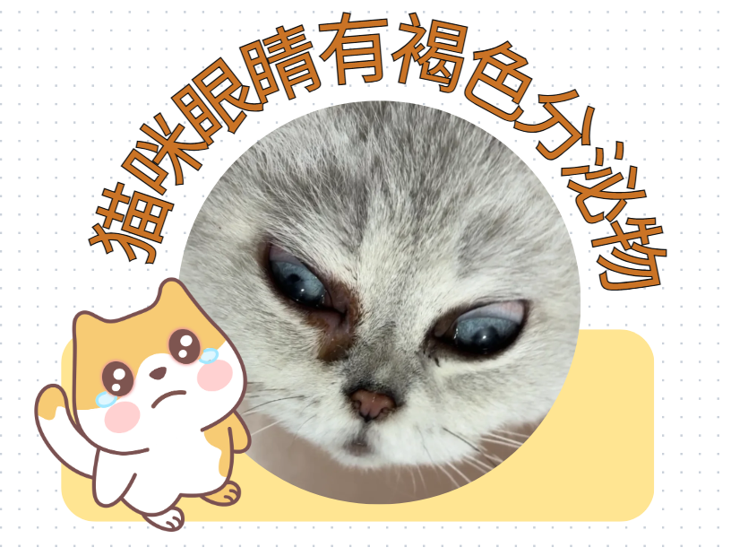 猫咪眼屎多眼角有褐色分泌物是怎么回事？