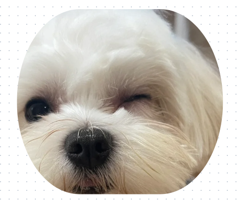 狗狗流眼淚有眼屎用什麼藥？