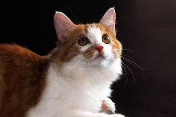 猫咪膀胱炎的原因和治疗措施