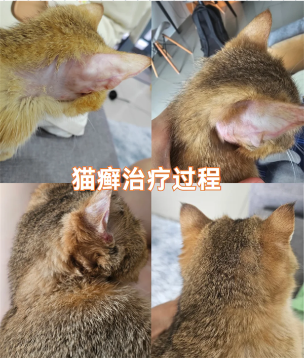 猫咪猫癣用什么药？