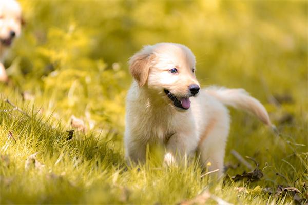 怎麼避免犬貓吵鬧擾人？