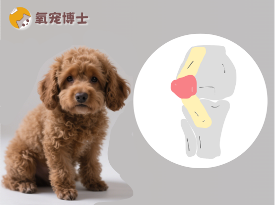 泰迪髌骨脱位怎样恢复？