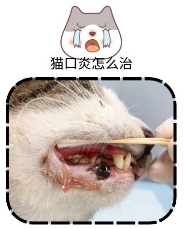 猫咪口炎自愈？别犯傻