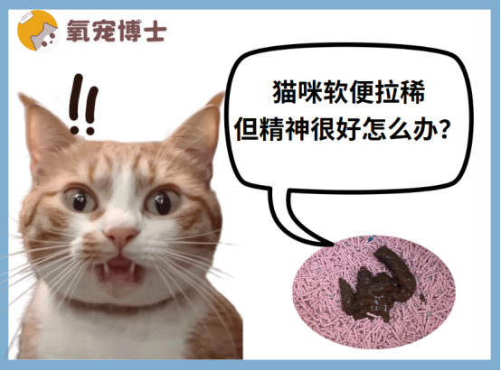 猫咪一直软便拉稀但精神很好怎么办？