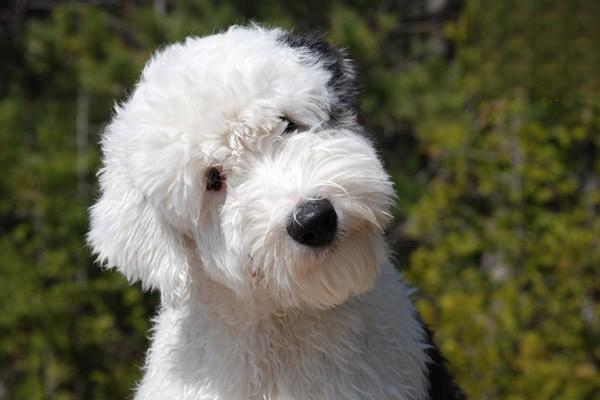 古牧犬智商怎麼樣 排行第幾