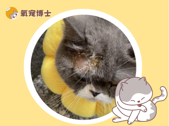 猫咪长癣别慌，选对药膏快速治愈！
