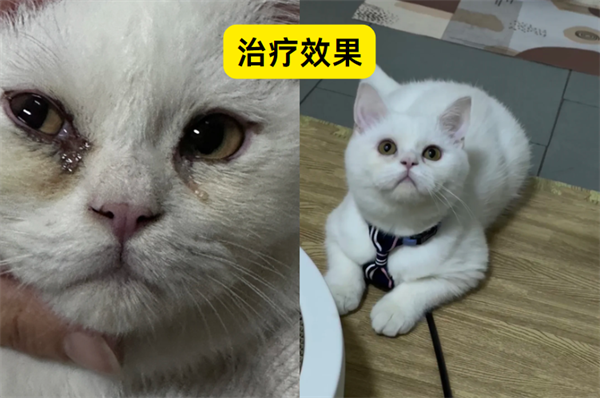 猫咪泪痕怎么治疗？