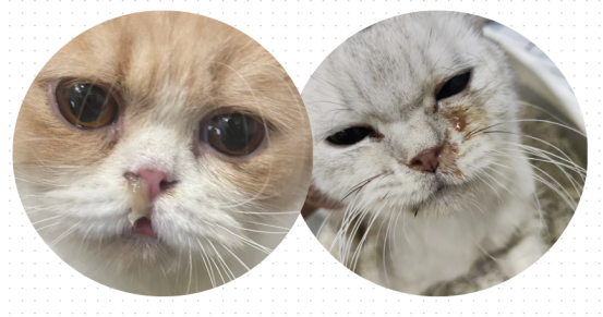 猫咪感冒怎么办？