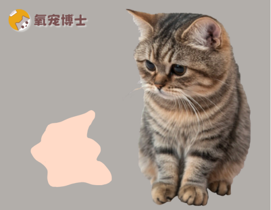 猫咪尿液呈淡红色是什么原因