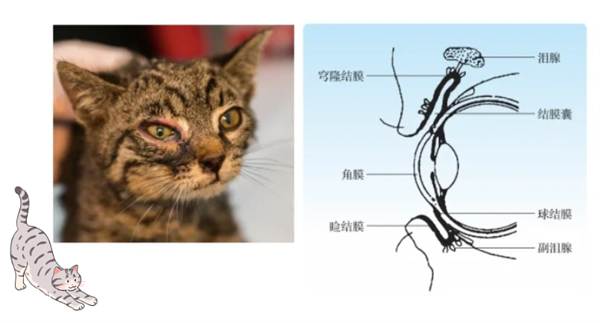 猫结膜炎症状