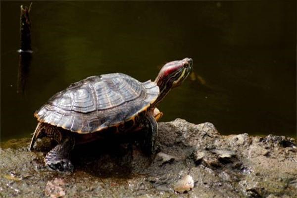 乌龟软甲病及烂甲病的防治方法