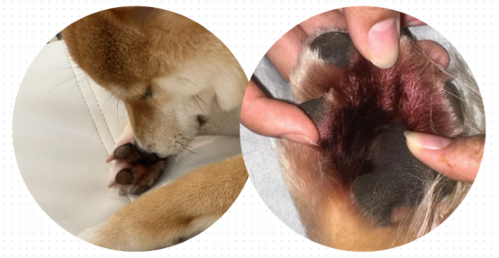 狗狗趾间炎症状