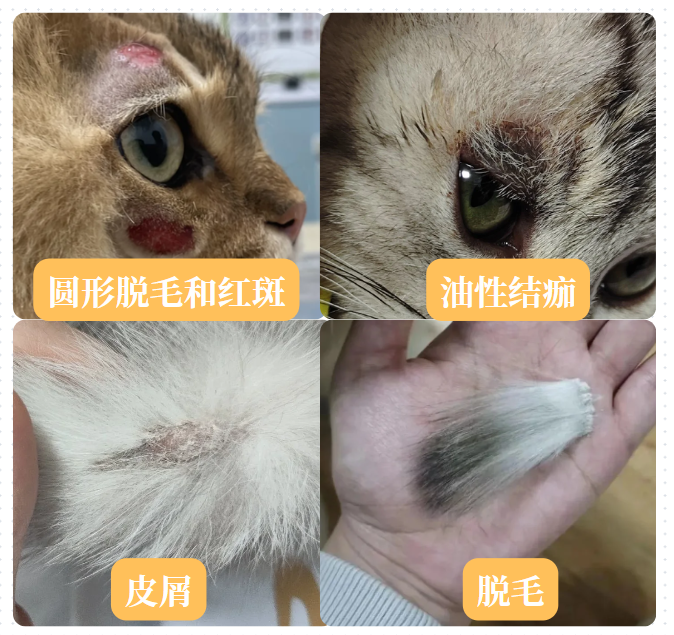 猫癣症状图片