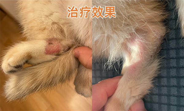 猫癣用什么药管用？