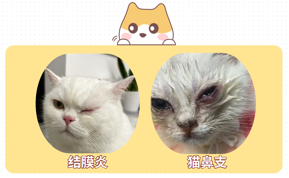 猫眼睛睁不开有脓状分泌物