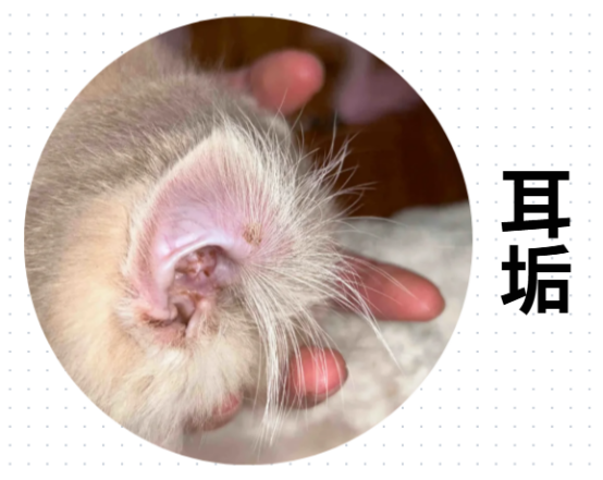 猫耳朵里面有脏东西