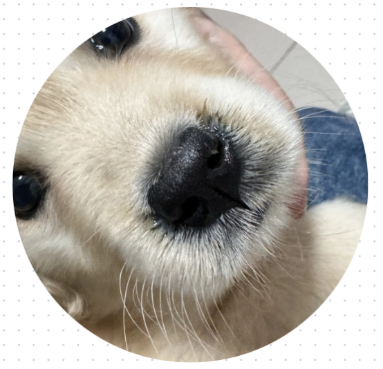 狗狗流鼻涕是什么原因？