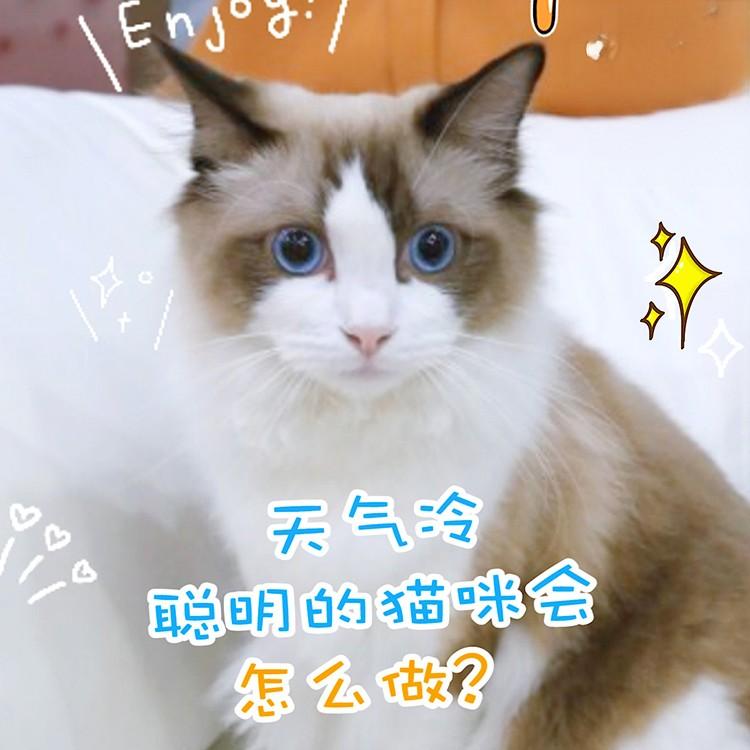 天冷时，猫咪容易感冒的原因