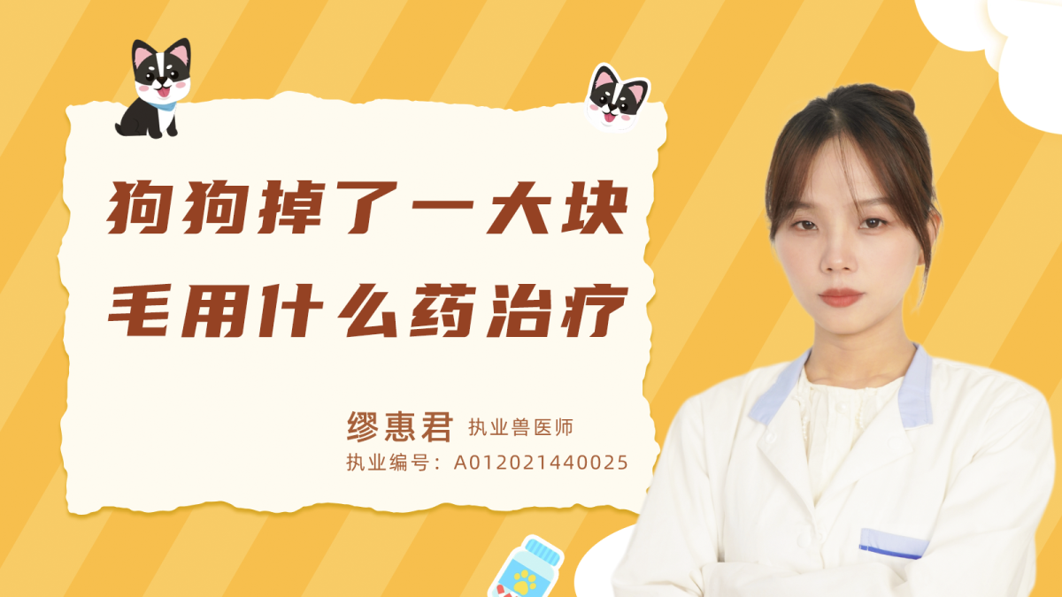 泰迪身上掉毛、秃了一块是怎么回事呢？
