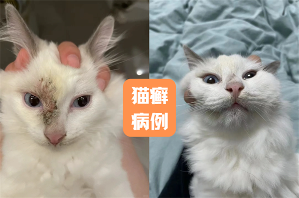 猫癣用什么药？