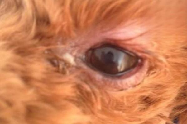 狗狗眼睛发红，泰迪狗眼睛红怎么回事