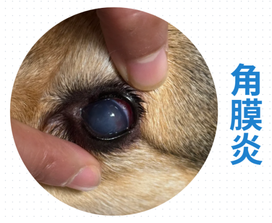 狗狗一只眼睛睁不开怎么办？