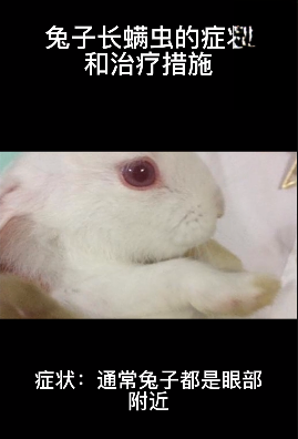 兔子长螨虫的症状和治疗措施