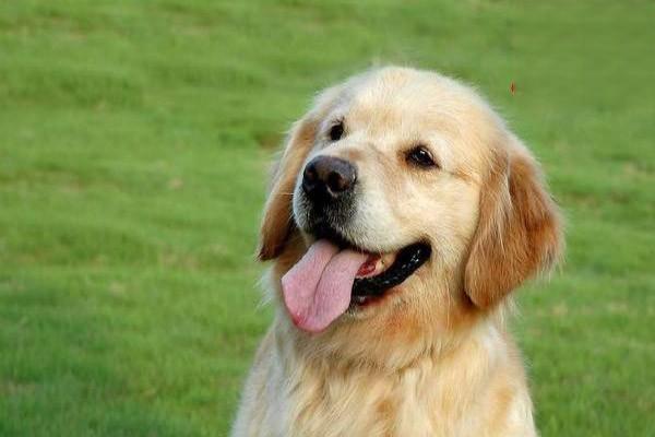 狗狗毛囊炎能用红霉素软膏治疗吗？