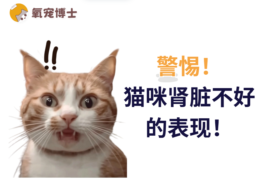 猫咪频繁喝水不一定是好事！可能是肾脏在求救！