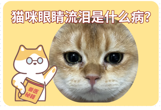 猫咪眼睛流泪怎么办？是什么病？