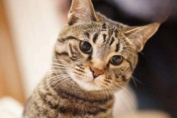 猫咪尿血是炎症引起的吗？