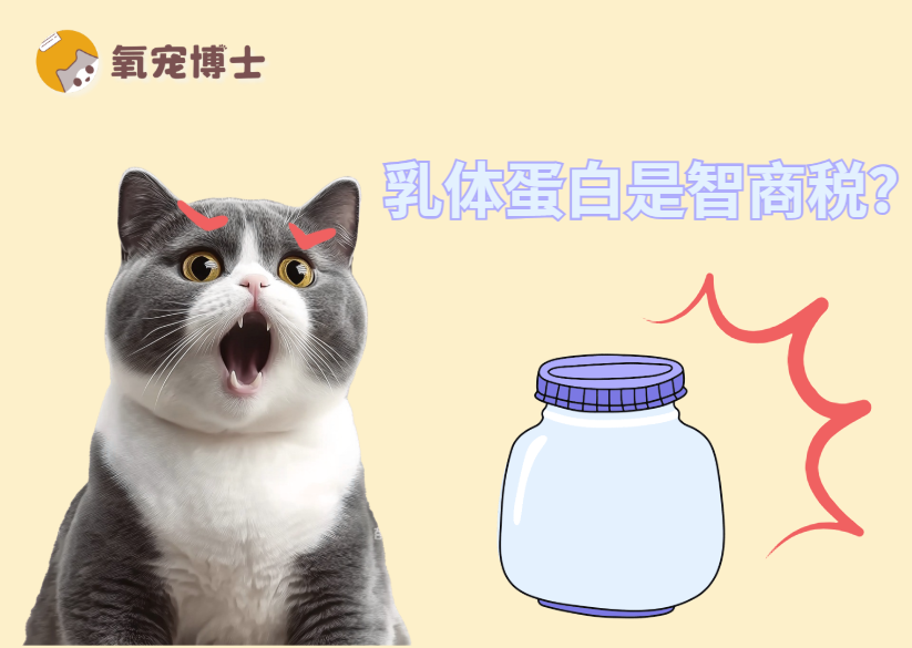 猫咪吃乳铁蛋白不能提升免疫力？是智商税？