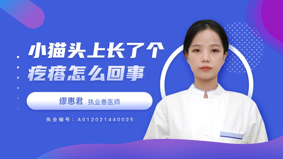 小猫头上长了个疙瘩怎么回事？