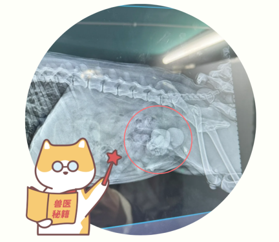 狗狗尿血