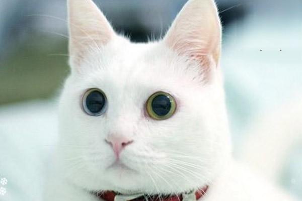 怎么区分猫咪受凉感冒和猫鼻支，两者有什么区别