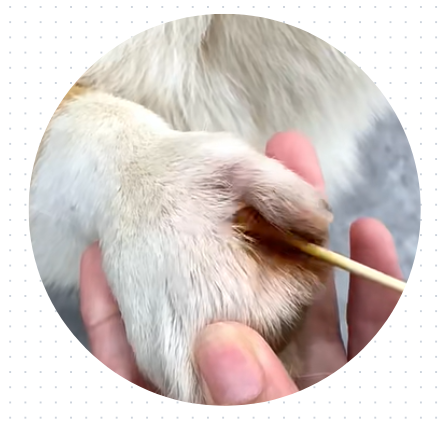 狗狗脚趾缝红肿化脓怎么办？