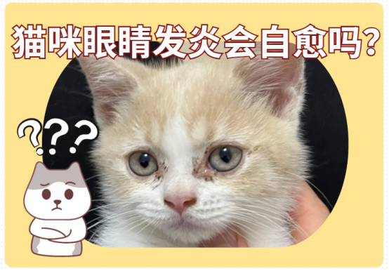 猫咪眼睛发炎会自愈？