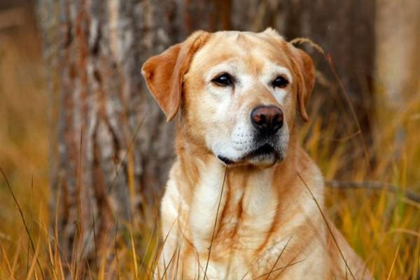 猫咪狗狗得了犬肺动脉瓣狭窄怎么办，出现呼吸困难、肝脏肿大、腹水、四肢浮肿等症状