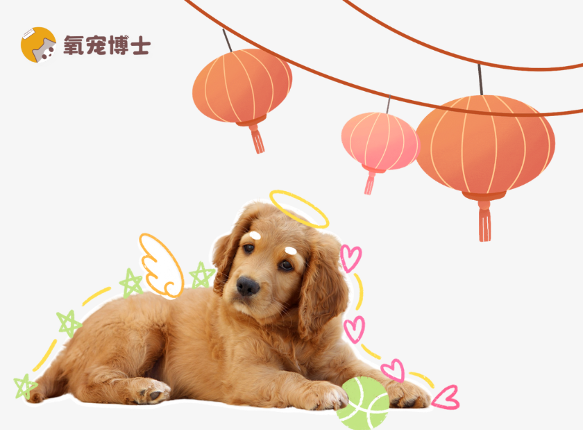 狗狗过年不带回家怎么办？3种科学安置方案+避坑指南