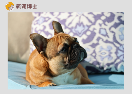 狗狗生完小狗流血多久算正常