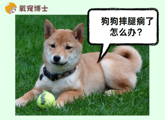 狗狗摔腿瘸了怎么办？