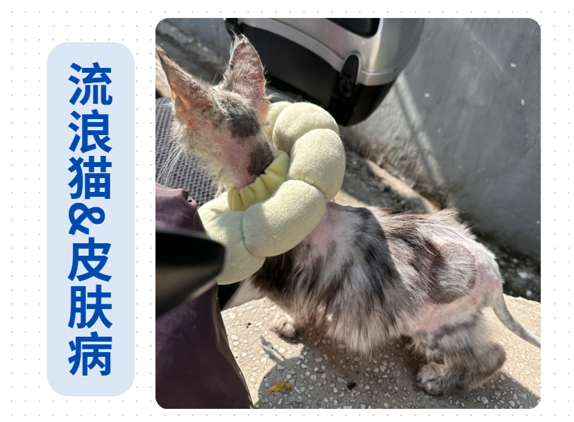 流浪猫得了皮肤病怎么治疗？爱猫人士看过来！