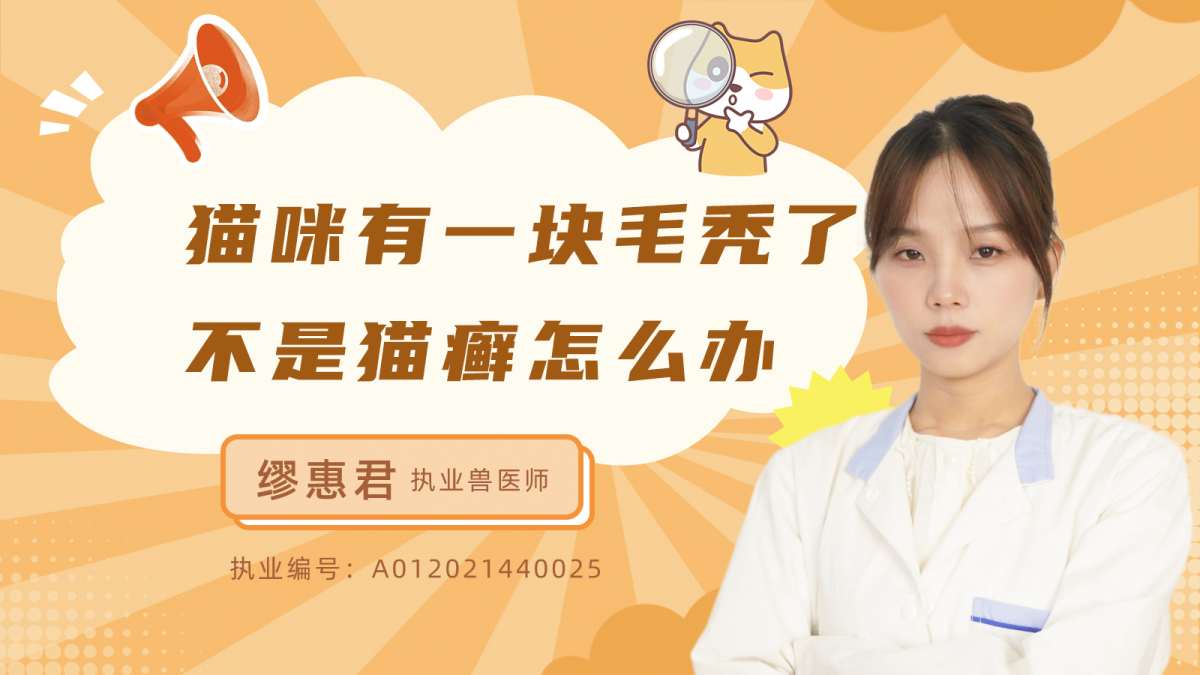 猫掉毛秃了有癣怎么办？