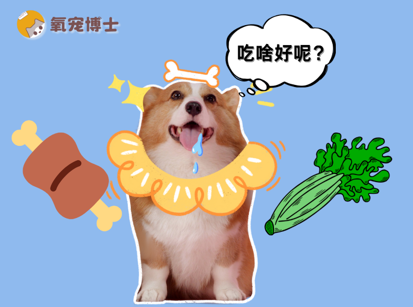 狗狗是杂食动物还是肉食动物？