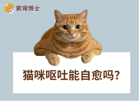 紧急！猫咪呕吐千万别瞎等！一文教你判断能否自愈